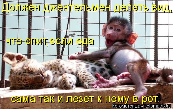 Должен джентельмен делать вид, что спит,если еда сама так и лезет к нему в рот.... Котоматрица: Должен джентельмен делать вид, что спит,если еда сама так и лезет к нему в рот.