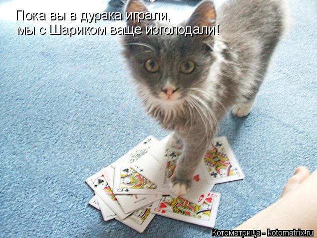 Пока вы в дурака играли, мы с Шариком ваще изголодали!... Котоматрица: Пока вы в дурака играли, мы с Шариком ваще изголодали!