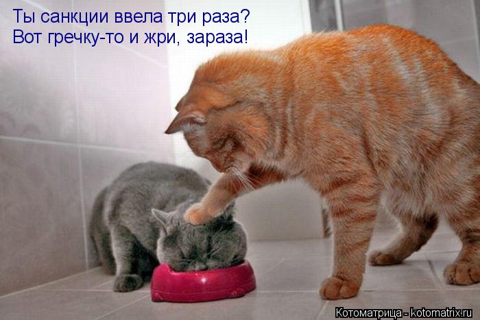 Ты санкции ввела три раза? Вот гречку-то и жри, зараза!... Котоматрица: Ты санкции ввела три раза? Вот гречку-то и жри, зараза!