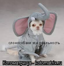 слонособаки это реальность... Котоматрица: слонособаки это реальность