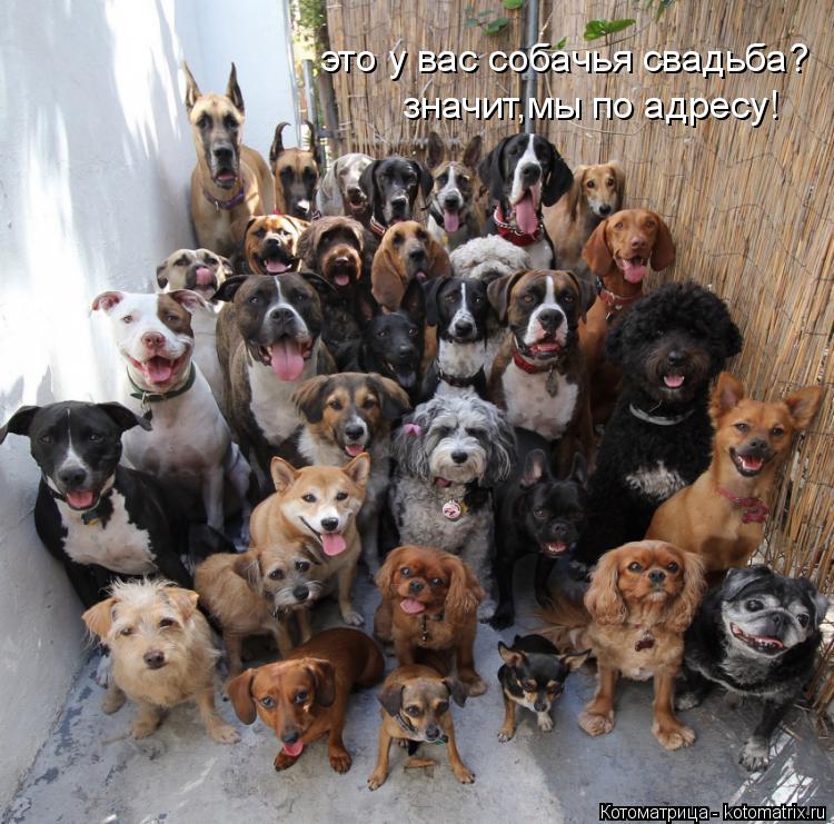 это у вас собачья свадьба? значит,мы по адресу!... Котоматрица: это у вас собачья свадьба? значит,мы по адресу!