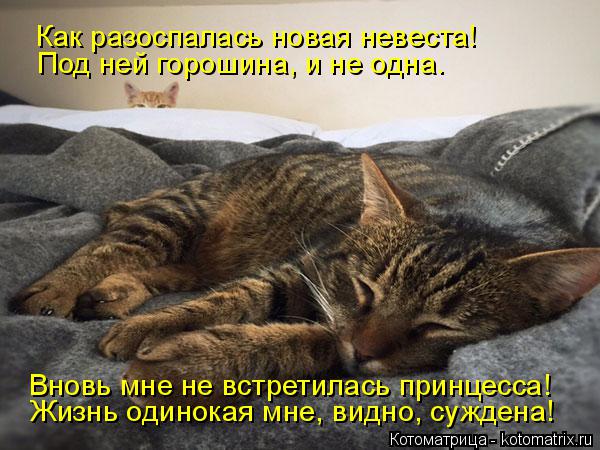Котоматрица: Как разоспалась новая невеста! Под ней горошина, и не одна. Вновь мне не встретилась принцесса! Жизнь одинокая мне, видно, суждена!