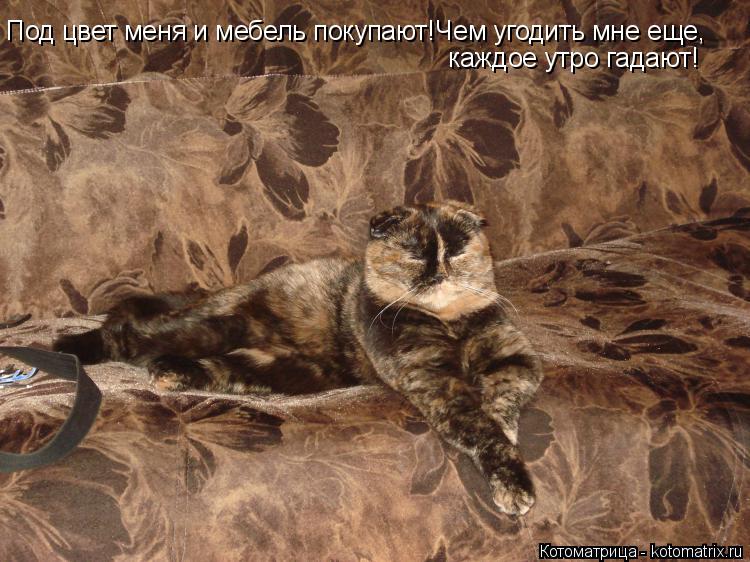 Под цвет меня и мебель покупают!Чем угодить мне еще, каждое утро гадают!... Котоматрица: Под цвет меня и мебель покупают!Чем угодить мне еще, каждое утро гадают!