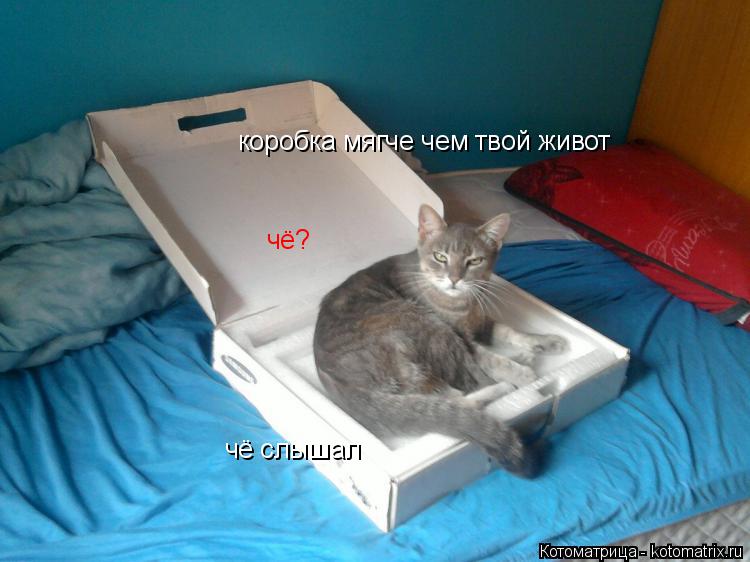 коробка мягче чем твой живот чё? чё слышал... Котоматрица: коробка мягче чем твой живот чё? чё слышал