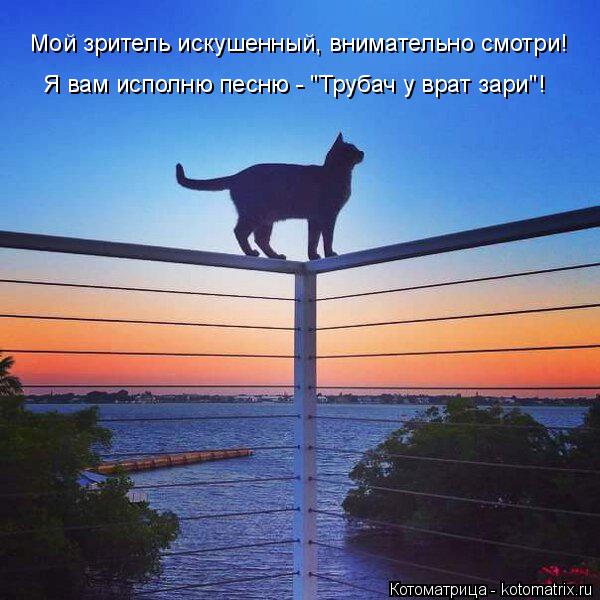 Мой зритель искушенный, внимательно смотри! Я вам исполню песню - "Трубач у врат зари"!... Котоматрица: Мой зритель искушенный, внимательно смотри! Я вам исполню песню - "Трубач у врат зари"!