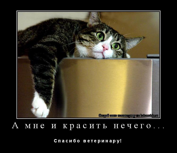 А мне и красить нечего... С п а с и б о в е т е р и н а р у ! ... Котоматрица: А мне и красить нечего... С п а с и б о в е т е р и н а р у !