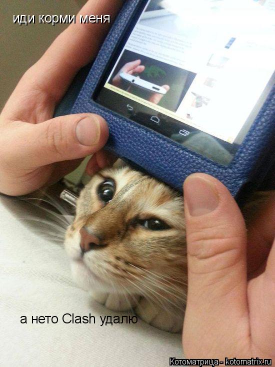 Котоматрица: иди корми меня а нето Clash удалю