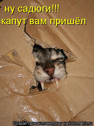 ну садюги!!! капут вам пришёл... Котоматрица: ну садюги!!! капут вам пришёл