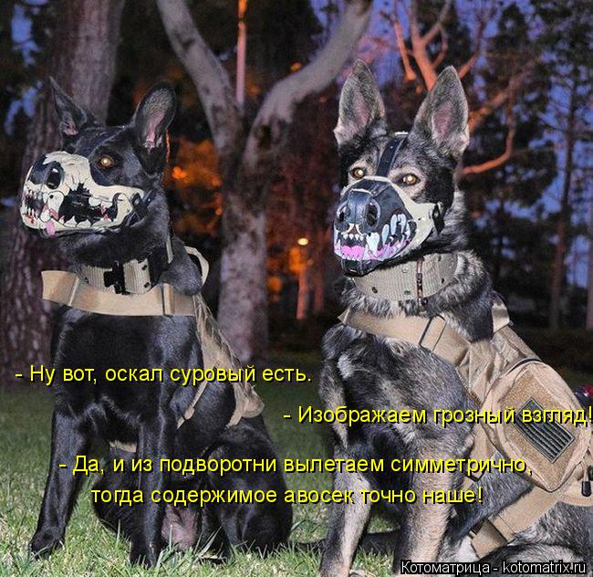 Котоматрица: - Ну вот, оскал суровый есть.  - Изображаем грозный взгляд!   - Да, и из подворотни вылетаем симметрично, тогда содержимое авосек точно наше!