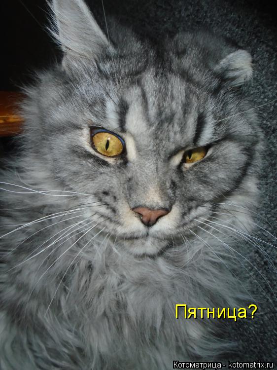 Пятница?... Котоматрица: Пятница?
