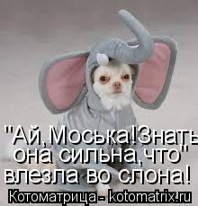 Котоматрица: "Ай,Моська!Знать она сильна,что" влезла во слона!