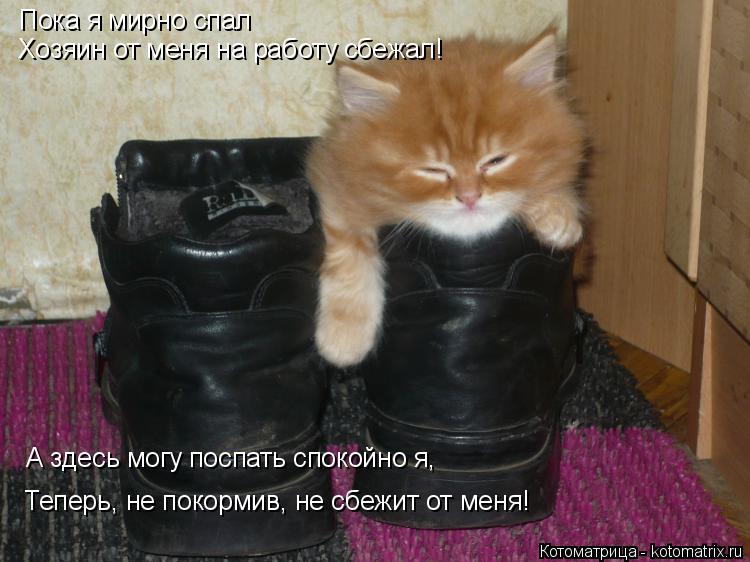 Пока я мирно спал Хозяин от меня на работу сбежал! Теперь, не покормив, не сбежит от меня! А здесь мо... Котоматрица: Пока я мирно спал Хозяин от меня на работу сбежал! Теперь, не покормив, не сбежит от меня! А здесь могу поспать спокойно я,