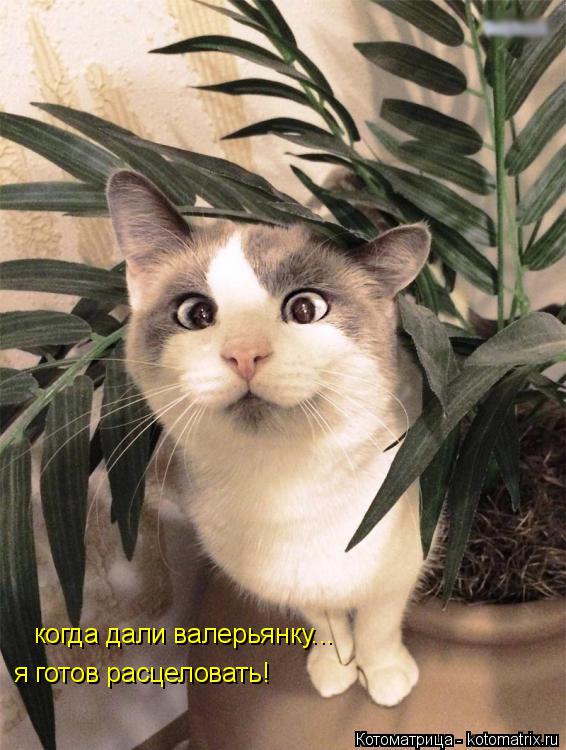 Котоматрица: когда дали валерьянку... я готов расцеловать!