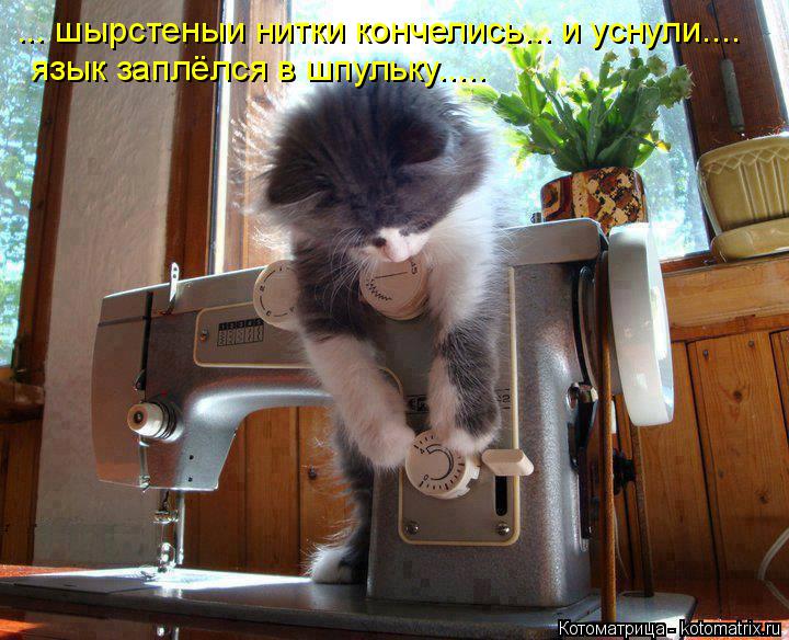Котоматрица: ... шырстеныи нитки кончелись... и уснули.... язык заплёлся в шпульку.....