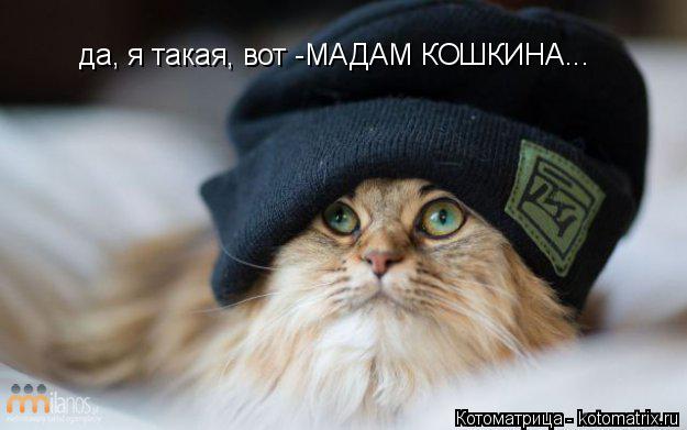 Котоматрица: да, я такая, вот -МАДАМ КОШКИНА...