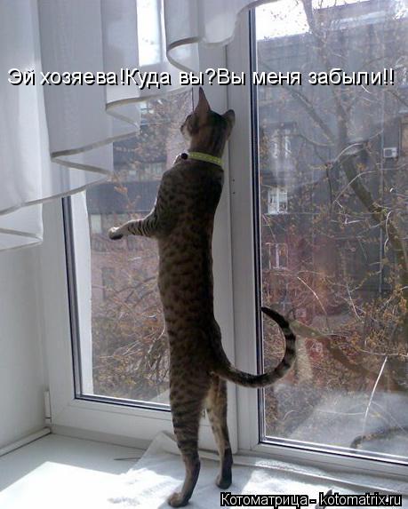 Эй хозяева!Куда вы?Вы меня забыли!!... Котоматрица: Эй хозяева!Куда вы?Вы меня забыли!!
