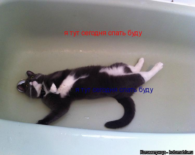 я тут сегодня спать буду я тут сегодня спать буду... Котоматрица: я тут сегодня спать буду я тут сегодня спать буду
