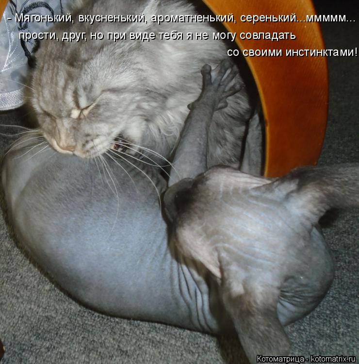 Котоматрица: - Мягонький, вкусненький, ароматненький, серенький...ммммм...  прости, друг, но при виде тебя я не могу совладать со своими инстинктами!
