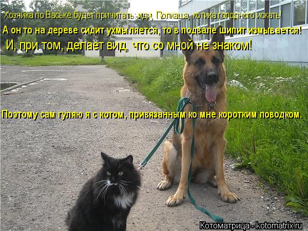 Котоматрица: Хозяйка по Ваське будет причитать: иди, Полкаша, котика голодного искать! А он то на дереве сидит ухмыляется, то в подвале шипит измывается! 