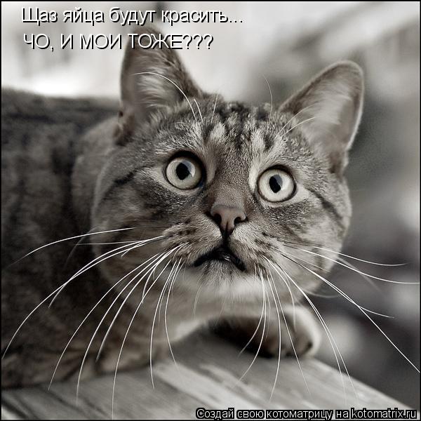 Щаз яйца будут красить... ЧО, И МОИ ТОЖЕ???... Котоматрица: Щаз яйца будут красить... ЧО, И МОИ ТОЖЕ???