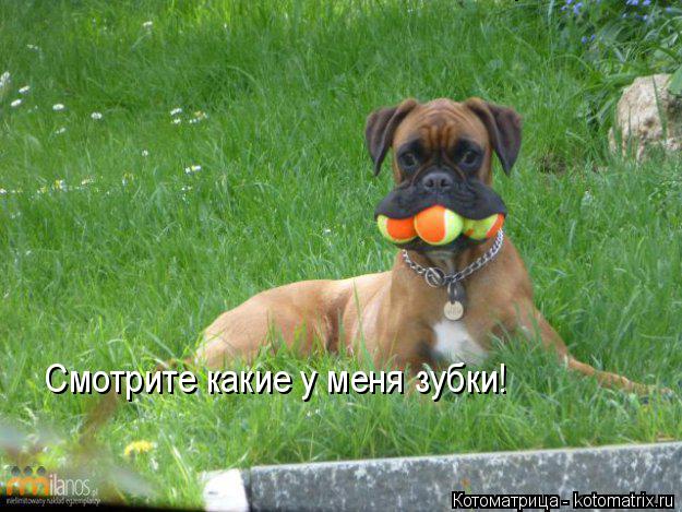 Смотрите какие у меня зубки! Смотрите какие у меня зубки!... Котоматрица: Смотрите какие у меня зубки! Смотрите какие у меня зубки!
