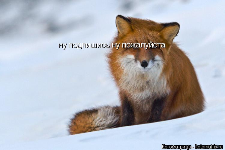 Котоматрица: ну подпишись ну пожалуйста