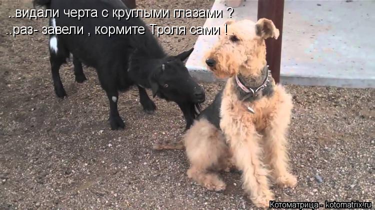 Котоматрица: ..видали черта с круглыми глазами ? ..раз- завели , кормите Троля сами !