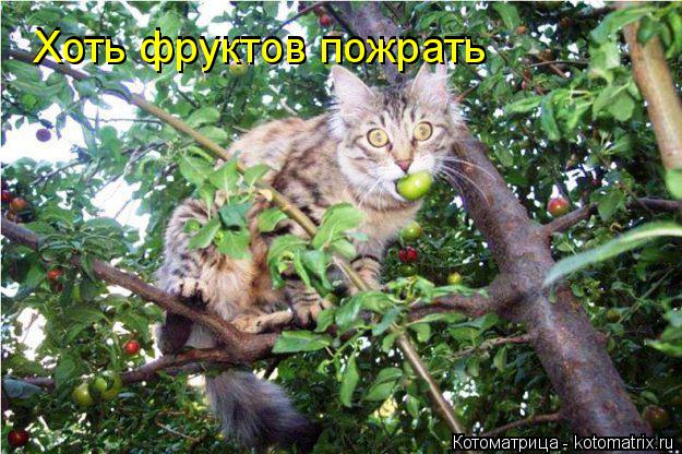 Хоть фруктов пожрать Хоть фруктов пожрать... Котоматрица: Хоть фруктов пожрать Хоть фруктов пожрать