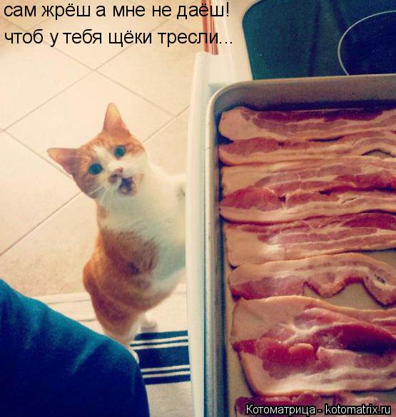 сам жрёш а мне не даёш! чтоб у тебя щёки тресли...... Котоматрица: сам жрёш а мне не даёш! чтоб у тебя щёки тресли...