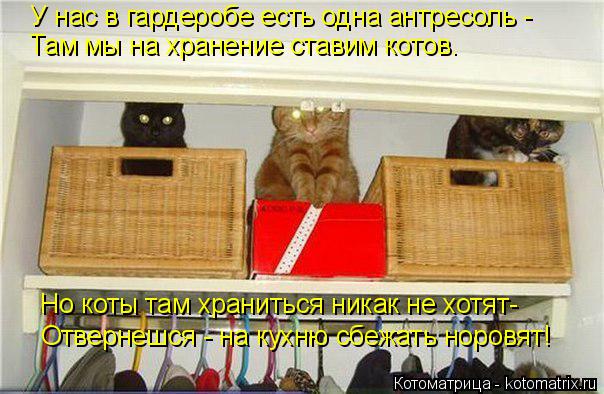Котоматрица: У нас в гардеробе есть одна антресоль - Там мы на хранение ставим котов. Но коты там храниться никак не хотят- Отвернешся - на кухню сбежать н