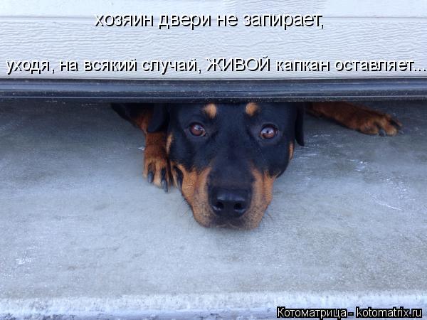 Котоматрица: хозяин двери не запирает, уходя, на всякий случай, ЖИВОЙ капкан оставляет...