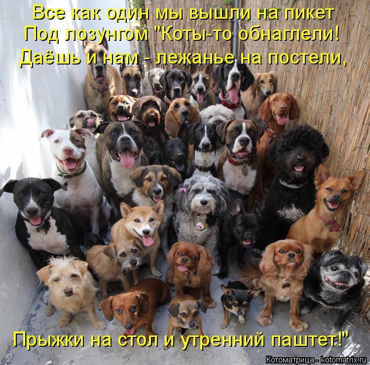 Котоматрица: Все как один мы вышли на пикет Под лозунгом "Коты-то обнаглели! Даёшь и нам - лежанье на постели, Прыжки на стол и утренний паштет!"