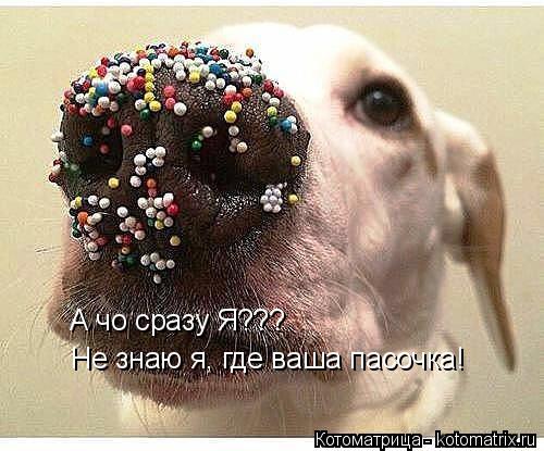 Котоматрица: Не знаю я, где ваша пасочка! А чо сразу Я???