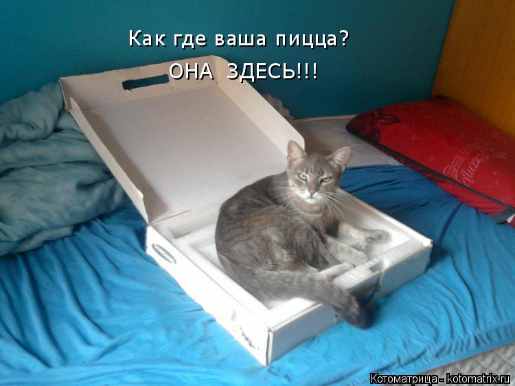 Котоматрица: Как где ваша пицца? ОНА  ЗДЕСЬ!!!