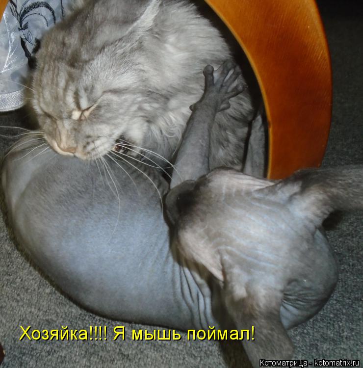 Хозяйка!!!! Я мышь поймал!... Котоматрица: Хозяйка!!!! Я мышь поймал!