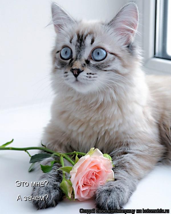 Это мне? А зачем?... Котоматрица: Это мне? А зачем?