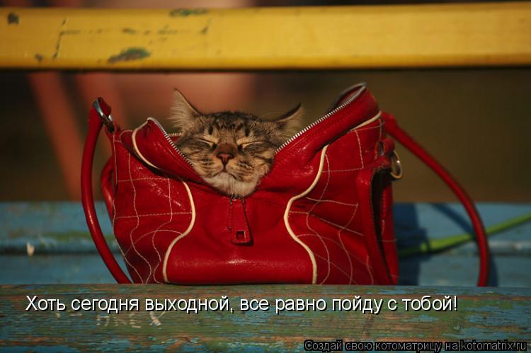 Хоть сегодня выходной, все равно пойду с тобой!... Котоматрица: Хоть сегодня выходной, все равно пойду с тобой!