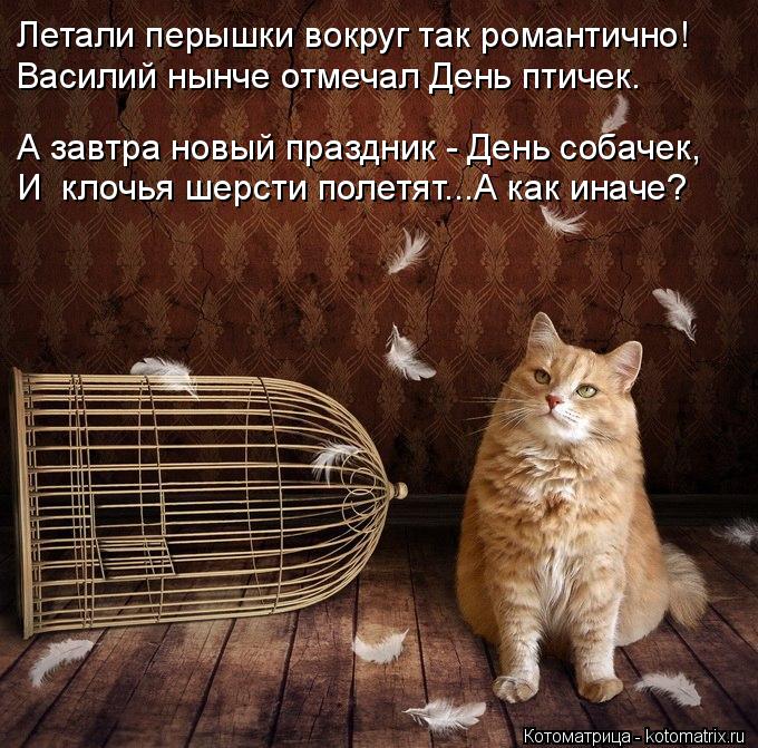Котоматрица: Летали перышки вокруг так романтично! Василий нынче отмечал День птичек. А завтра новый праздник - День собачек, И  клочья шерсти полетят...А 