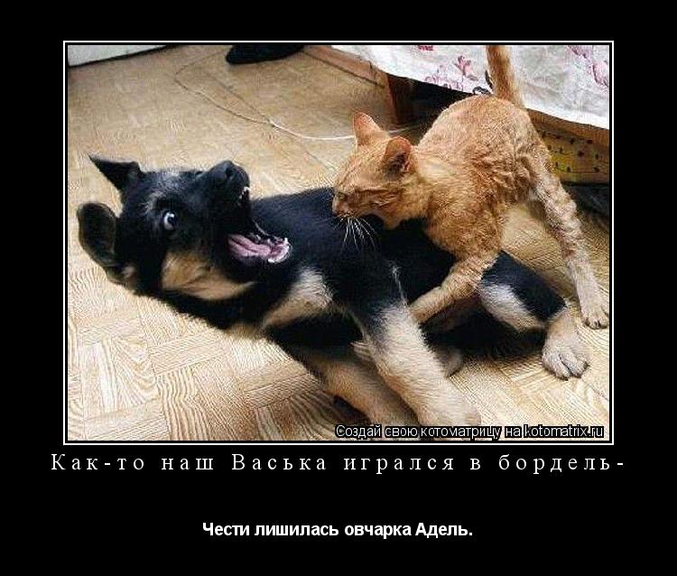 Котоматрица: Как-то наш Васька игрался в бордель- Чести лишилась овчарка Адель.