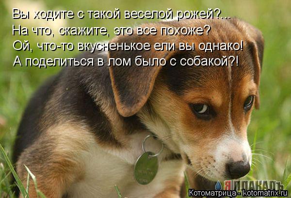 Котоматрица: Вы ходите с такой веселой рожей?... На что, скажите, это все похоже? Ой, что-то вкусненькое ели вы однако! А поделиться в лом было с собакой?!