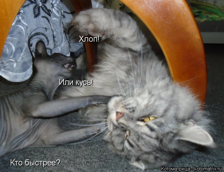 Хлоп! Или кусь! Кто быстрее?... Котоматрица: Хлоп! Или кусь! Кто быстрее?