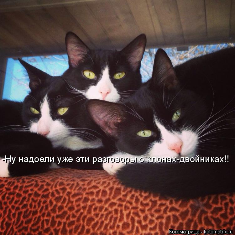 Котоматрица: -Ну надоели уже эти разговоры о клонах-двойниках!!