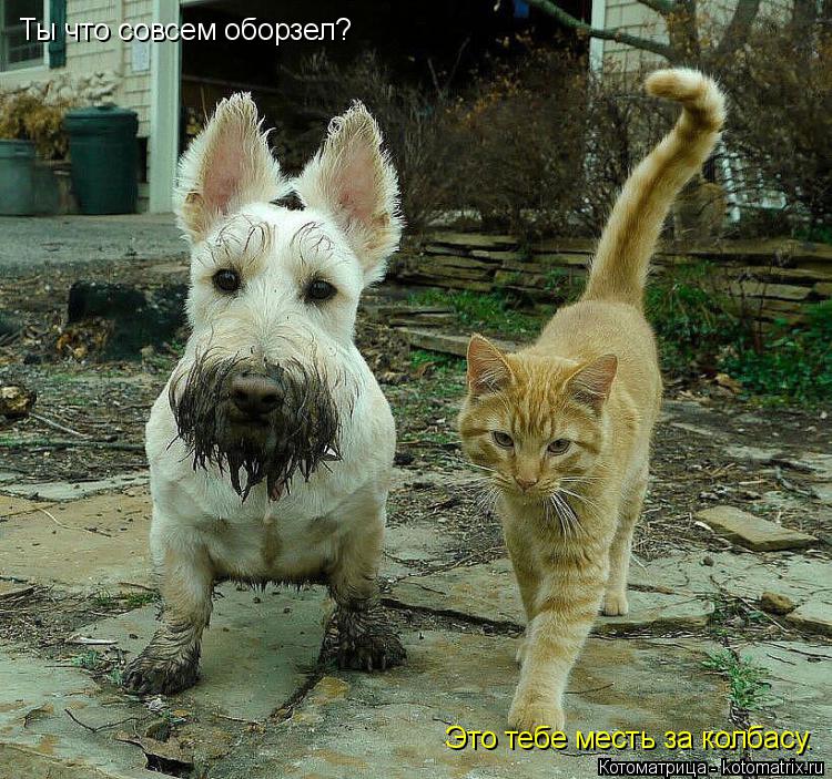 Котоматрица: Ты что совсем оборзел? Это тебе месть за колбасу.