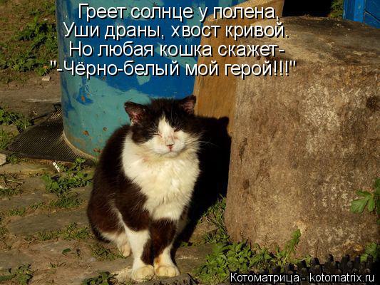 Греет солнце у полена, Уши драны, хвост кривой. Но любая кошка скажет- "-Чёрно-белый мой герой!!!"... Котоматрица: Греет солнце у полена, Уши драны, хвост кривой. Но любая кошка скажет- "-Чёрно-белый мой герой!!!"