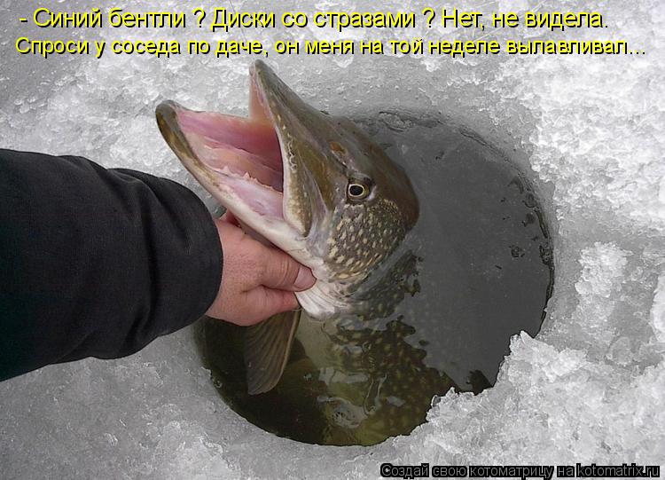 Котоматрица: - Синий бентли ? Диски со стразами ? Нет, не видела. Спроси у соседа по даче, он меня на той неделе вылавливал...
