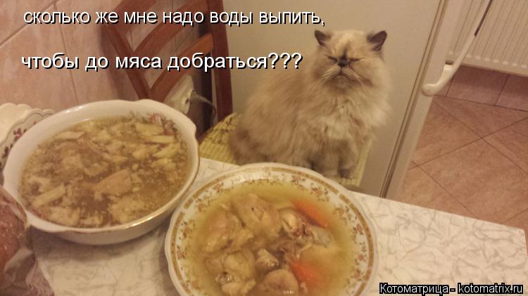 Котоматрица: сколько же мне надо воды выпить, чтобы до мяса добраться???