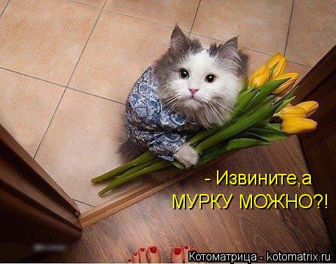 МУРКУ МОЖНО?! - Извините,а... Котоматрица: МУРКУ МОЖНО?! - Извините,а