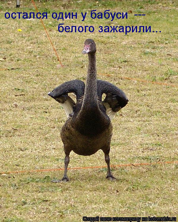 Котоматрица: белого зажарили... остался один у бабуси ---