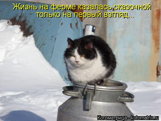 Котоматрица: Жизнь на ферме казалась сказочной только на первый взгляд...