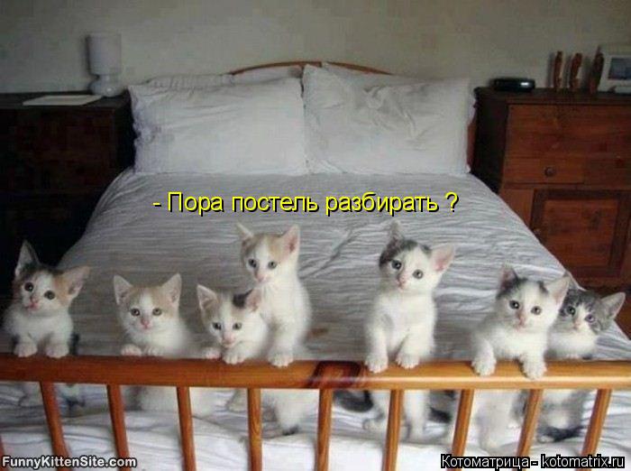 Котоматрица: - Пора постель разбирать ?